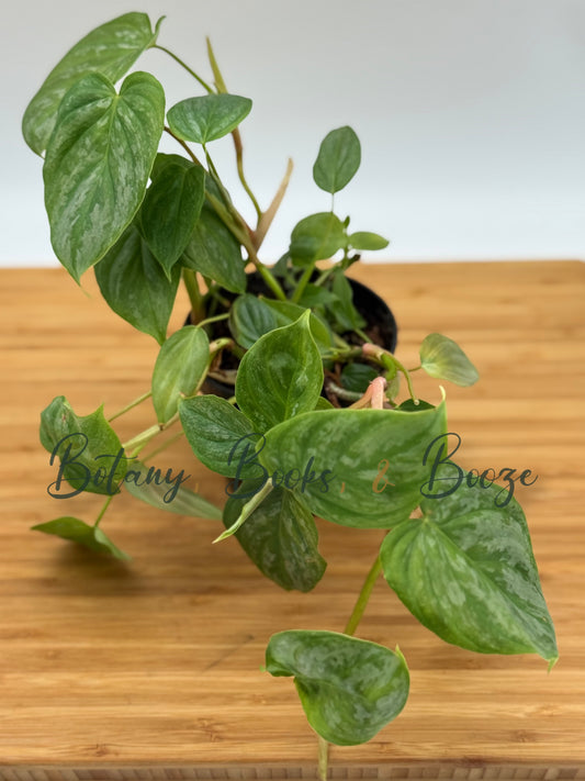 Philodendron Majestic
