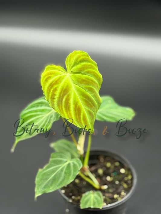 Philodendron Verrucosum