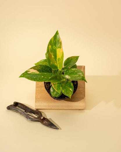 Philodendron Green Congo 'Copper Flame' Variegated