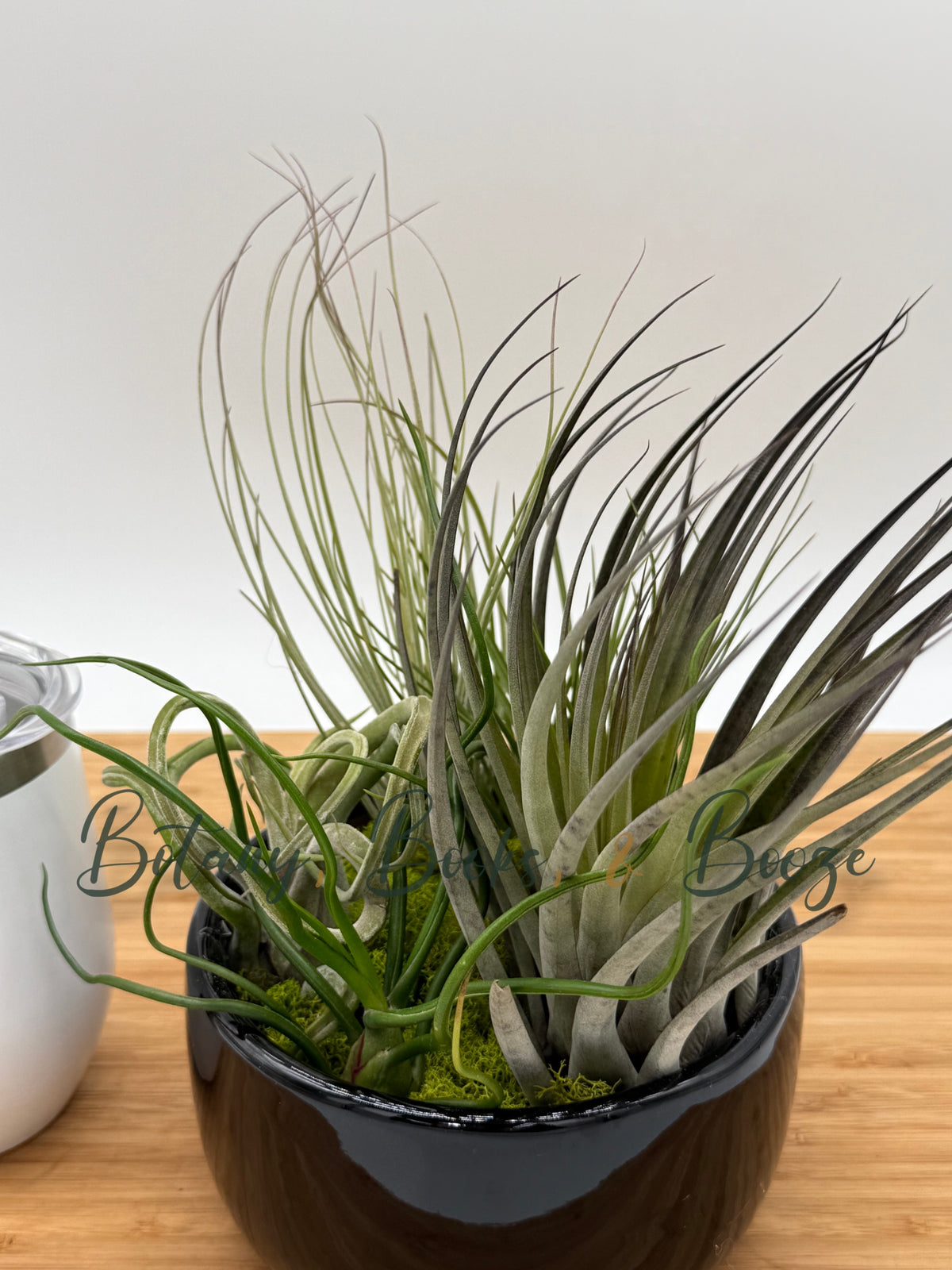 Large Fully Assembled Air Plant Bowl Garden