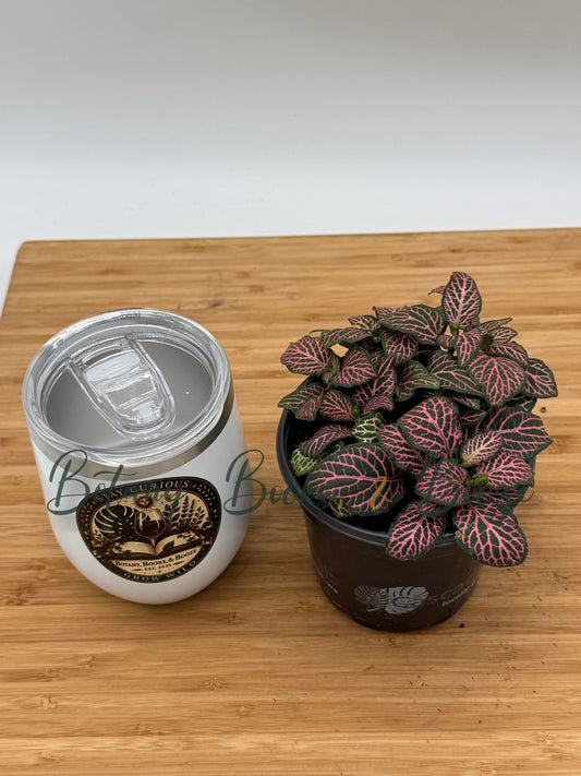 Fittonia 'Mistral' Nerve Plant