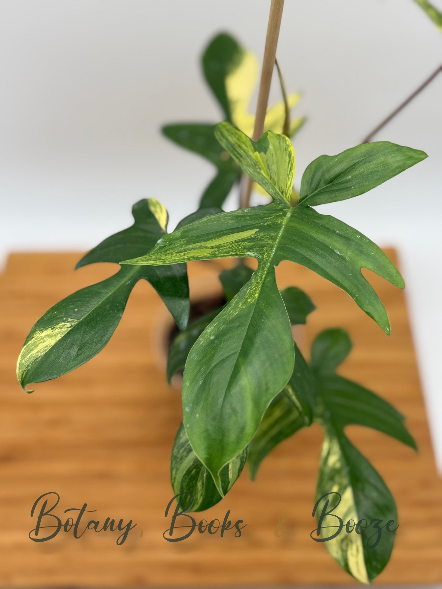 Philodendron Florida Beauty