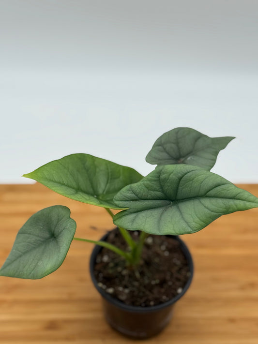Alocasia Platinum