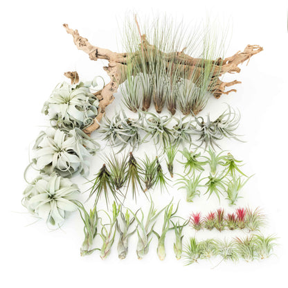The Best Seller Tillandsia Air Plant Pack - 48 Plants
