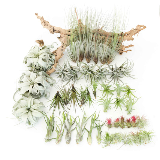 The Best Seller Tillandsia Air Plant Pack - 48 Plants