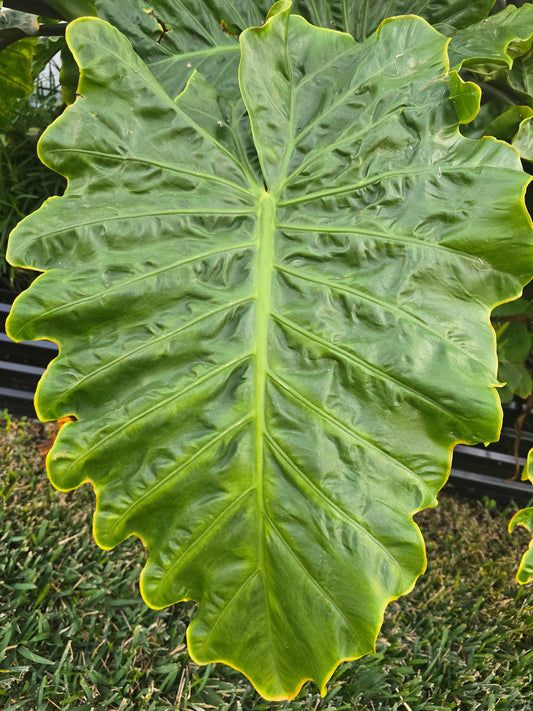 Alocasia Low Rider