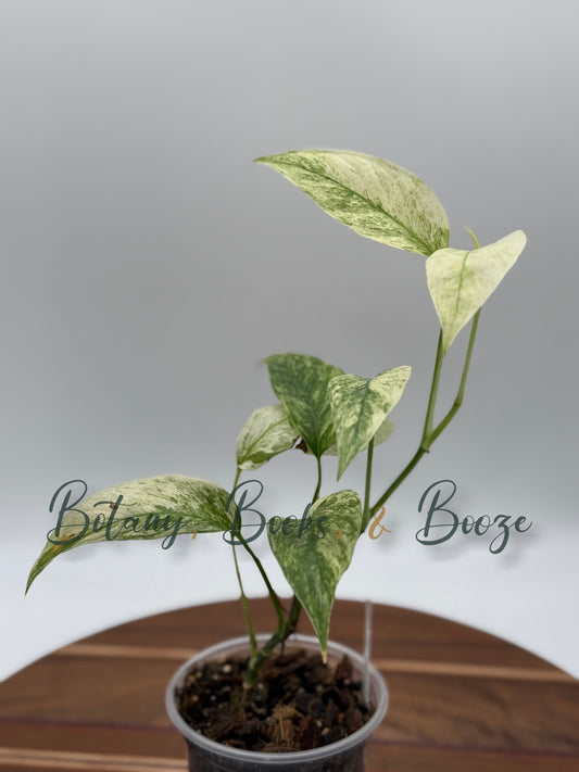Monstera adansonii var. laniata Variegata - Adanson's Swiss Cheese Plant