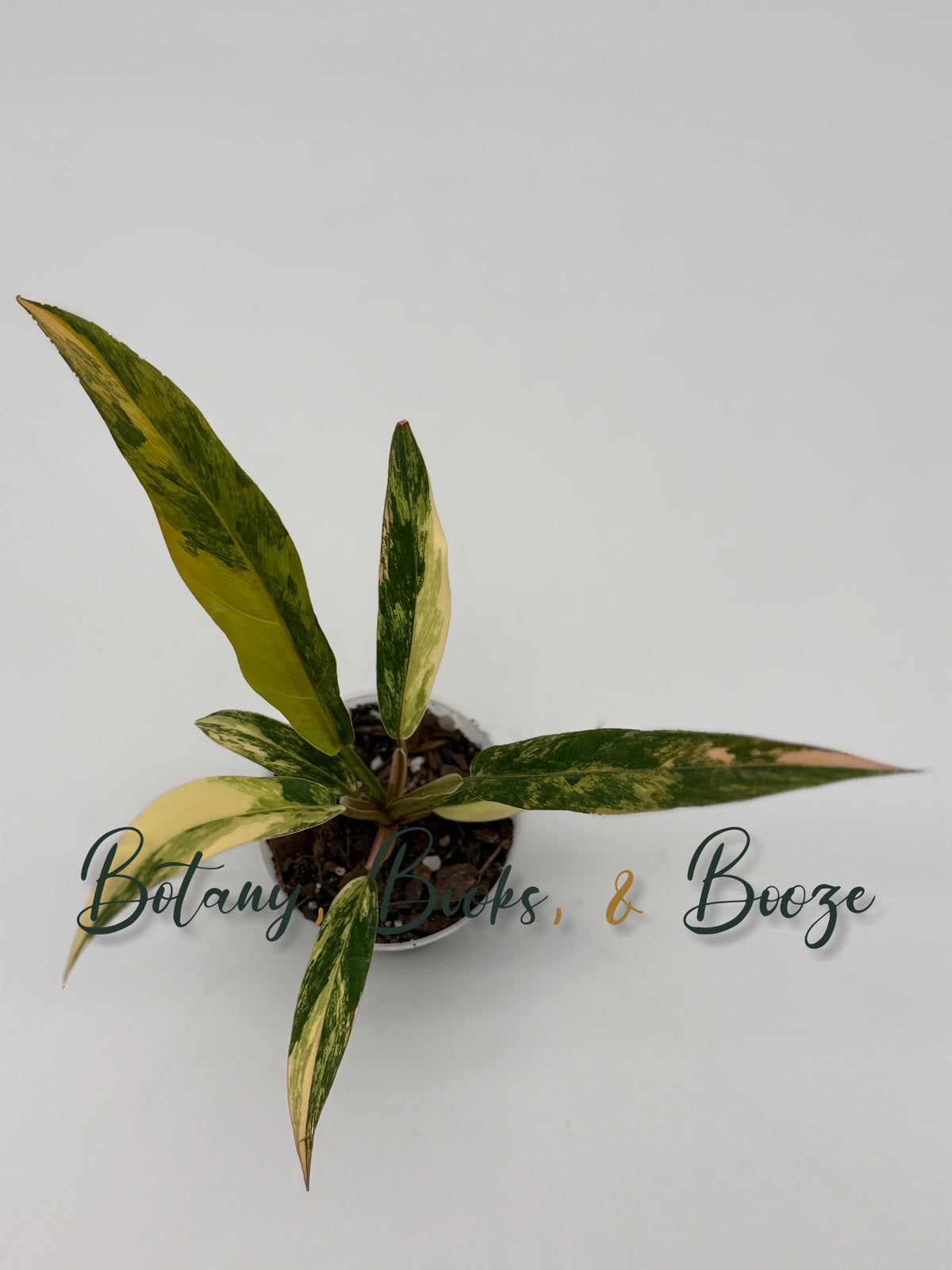 Philodendron Caramel Marble