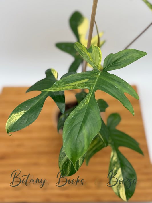 Philodendron Florida Beauty