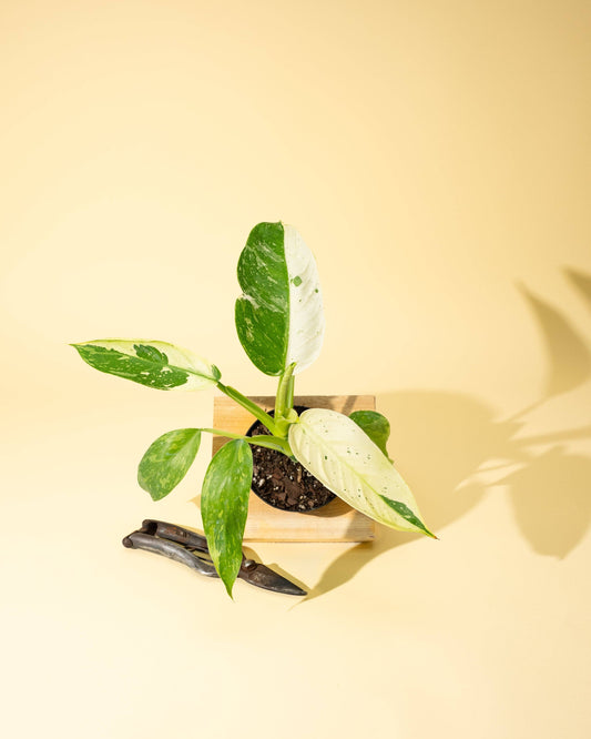 Philodendron José Buono Fiesta