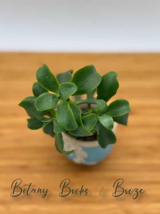 Ripple Jade (Crassula arborescens undulatifolia)