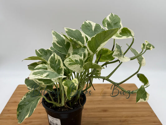 Epipremnum aureum 'N'Joy' Pothos