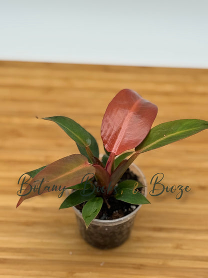 Philodendron Red Moon