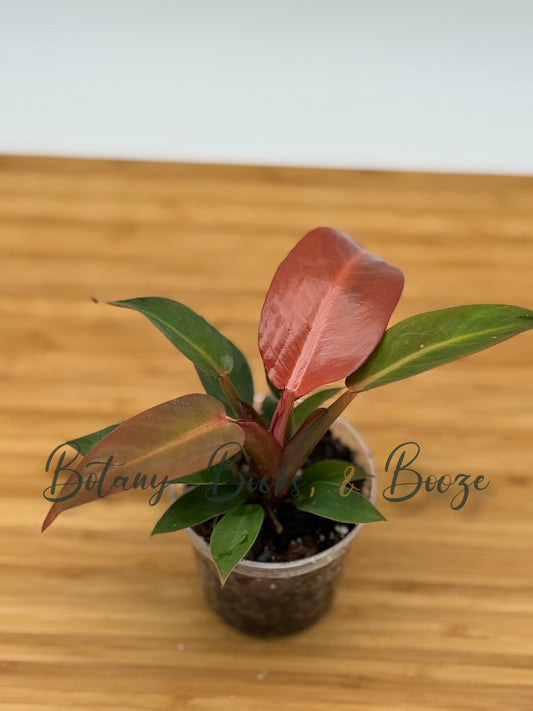 Philodendron Red Moon
