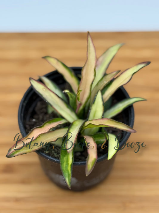 Hoya wayetii Tricolor