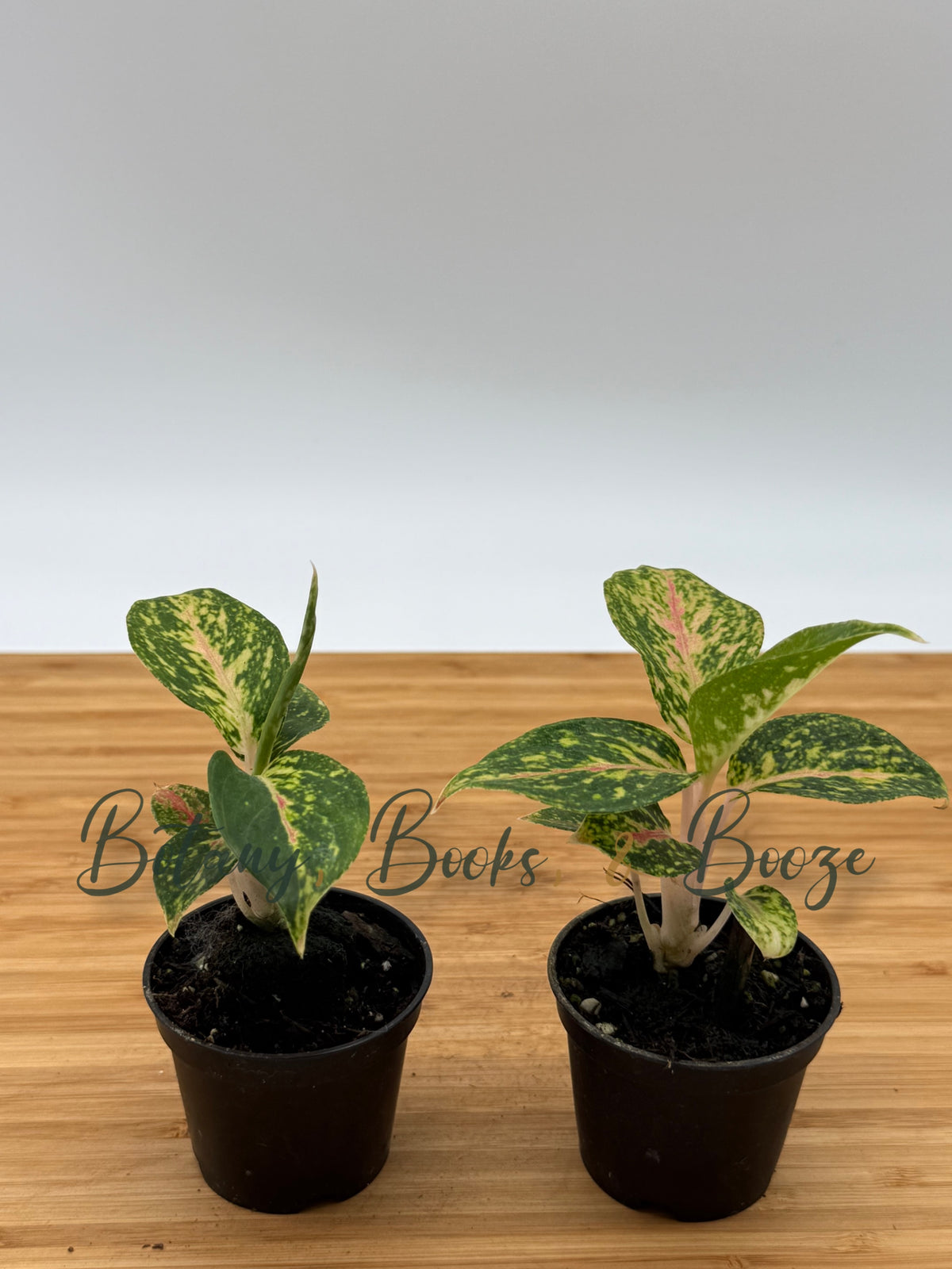 Aglaonema Fireworks - Chinese evergreen