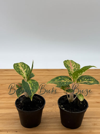 Aglaonema Fireworks - Chinese evergreen