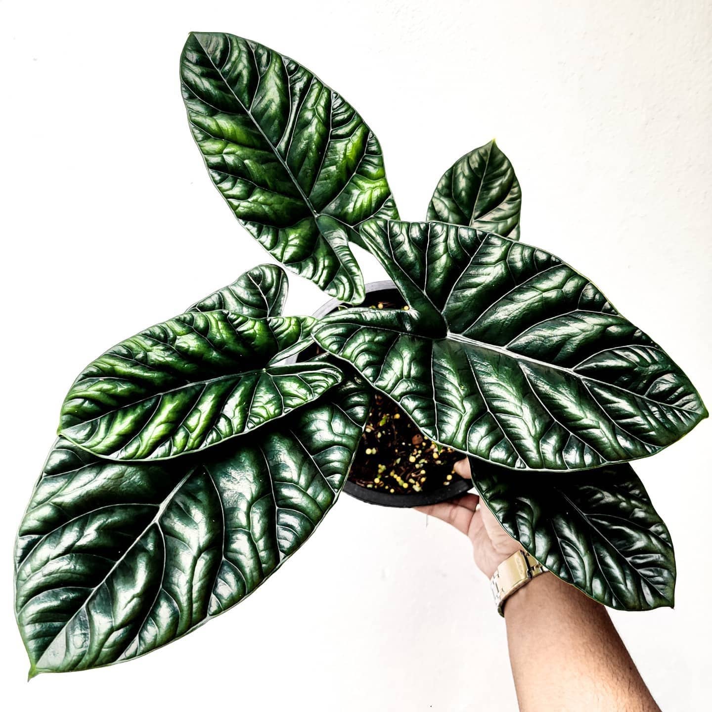 Alocasia Quilted Dreams
