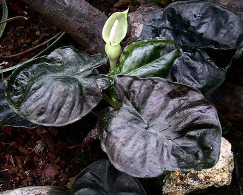 Alocasia Infernalis Kapit.