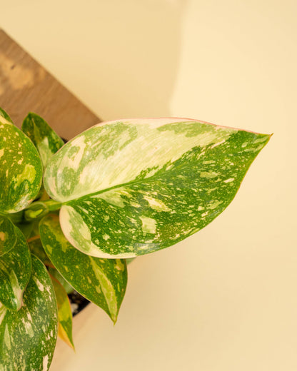 Philodendron Green Congo 'Copper Flame' Variegated