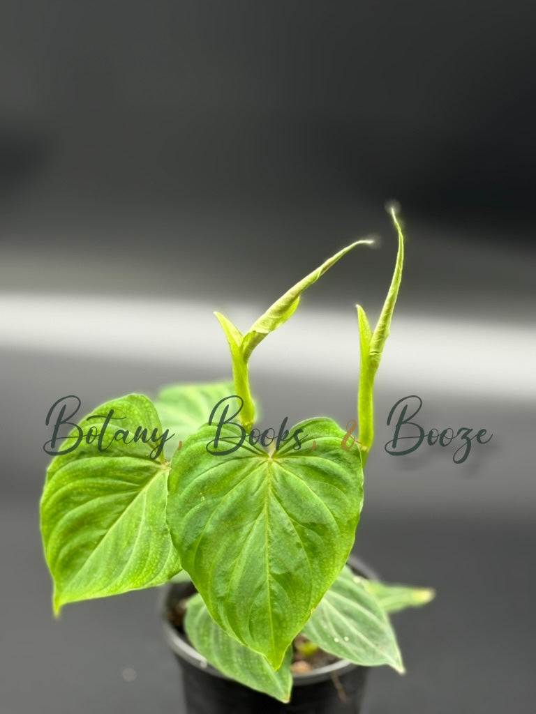 Philodendron Verrucosum