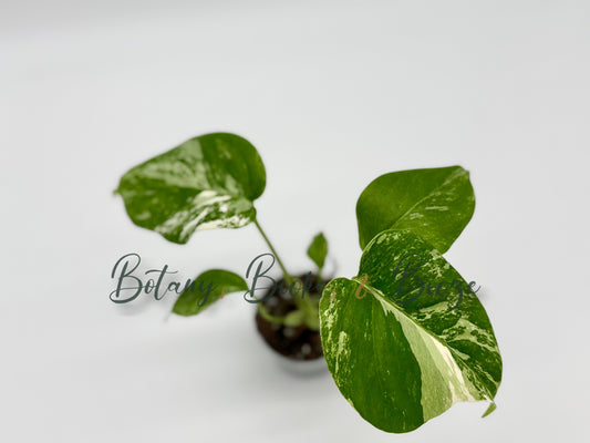 Monstera Deliciosa var. borsigiana albo