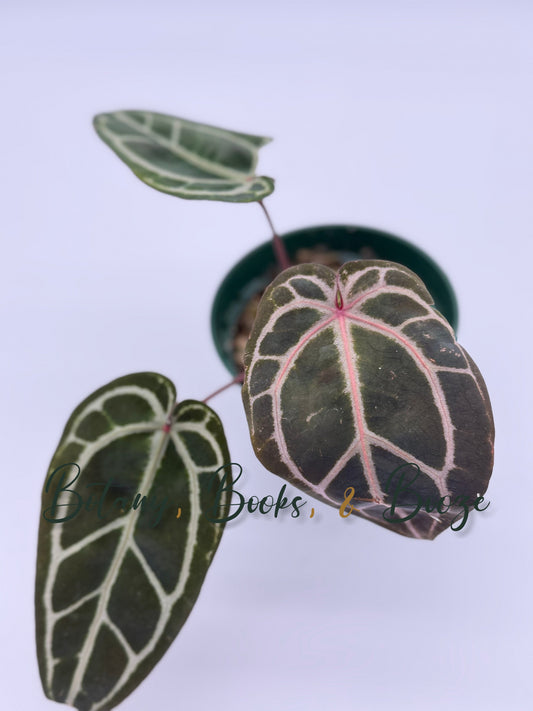 Anthurium Memoria Tim Anderson