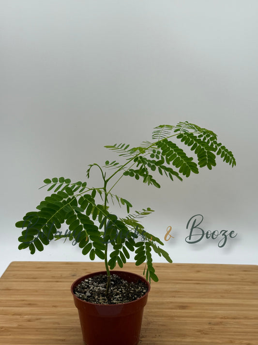 Delonix regia Flame Tree