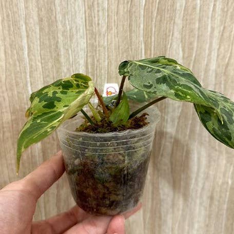 Philodendron gloriosum ES Variegated 'Snow Leopard'