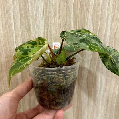 Philodendron gloriosum ES Variegated 'Snow Leopard'
