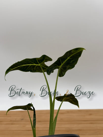 Alocasia frydek Tattooed