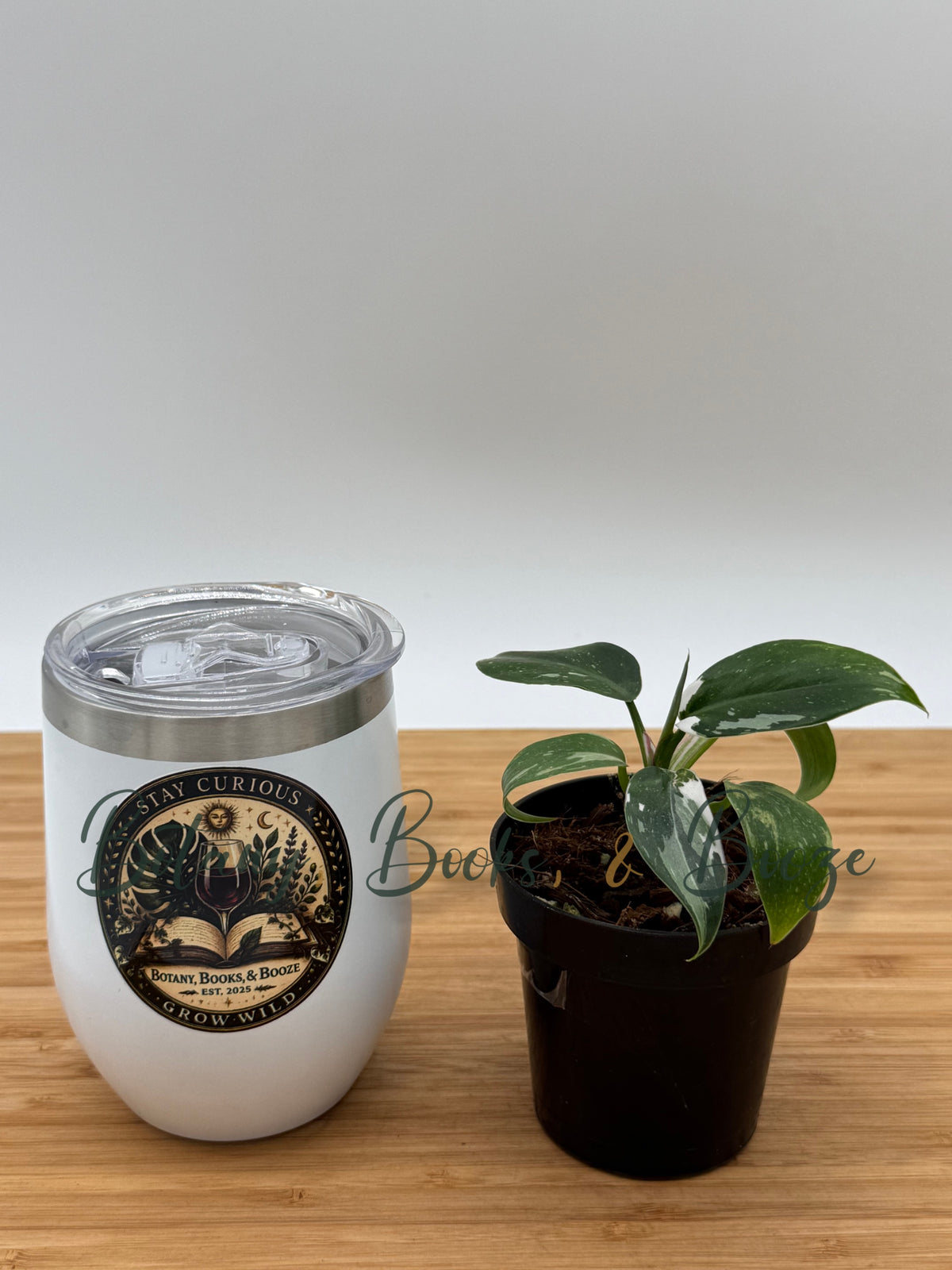 Philodendron White Princess