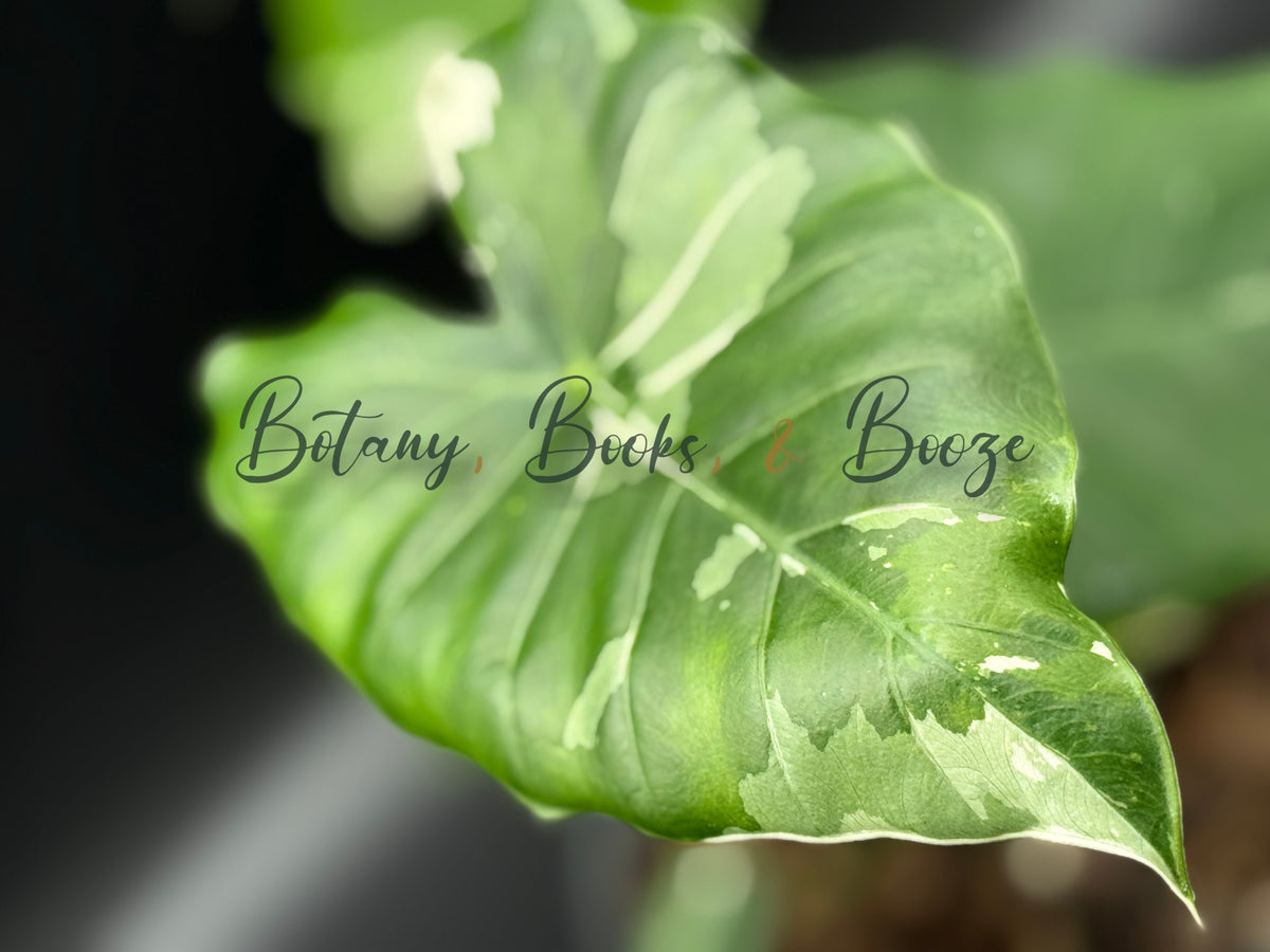 Alocasia Okinawa Silver