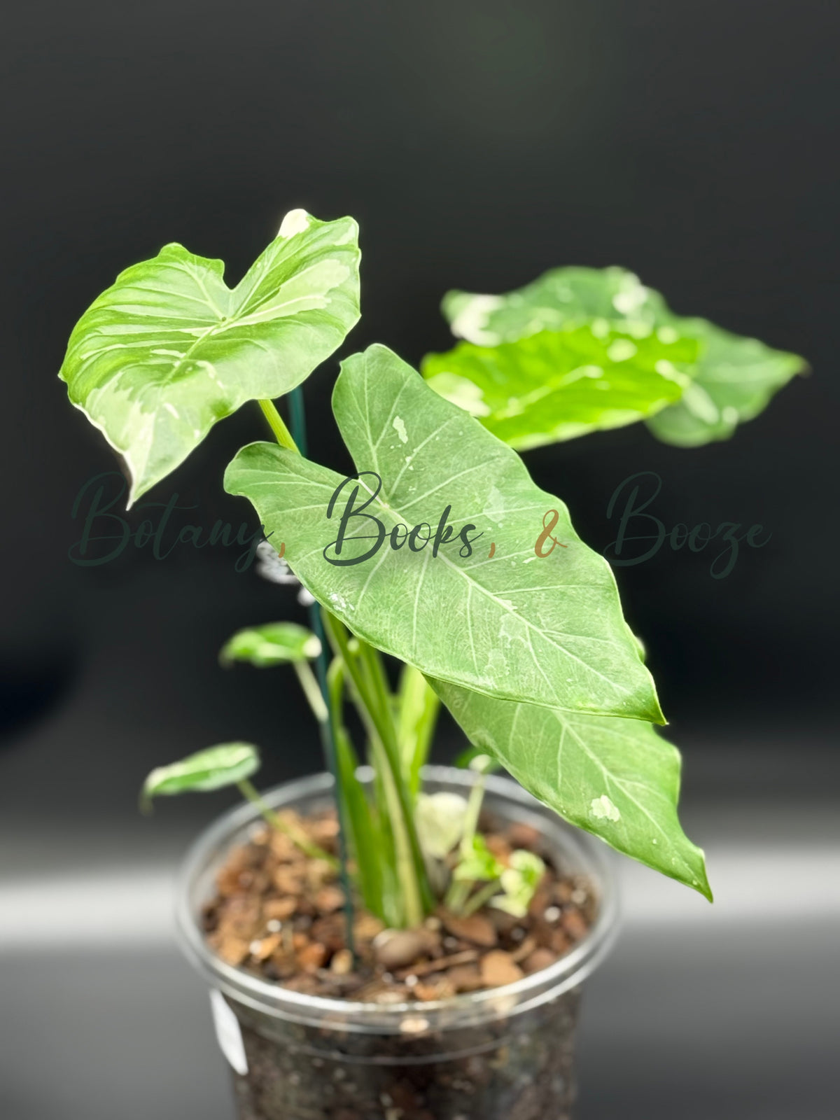 Alocasia Okinawa Silver