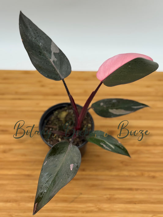 Philodendron Pink Princess