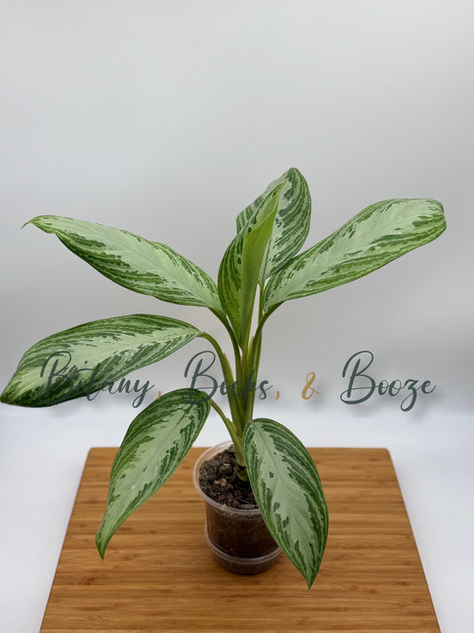 Aglaonema Silver Bay Chinese Evergreen