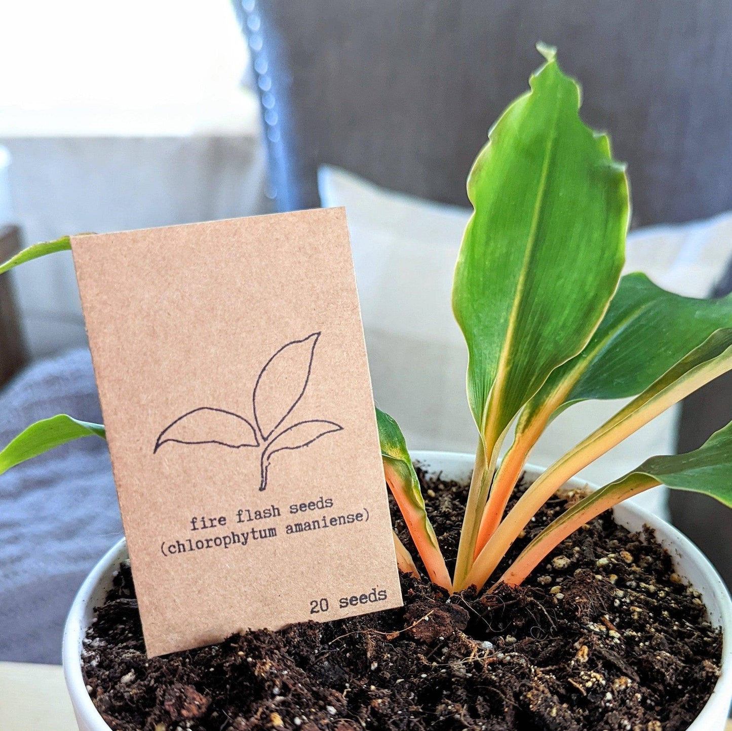Houseplant & Tropical Plant Seeds