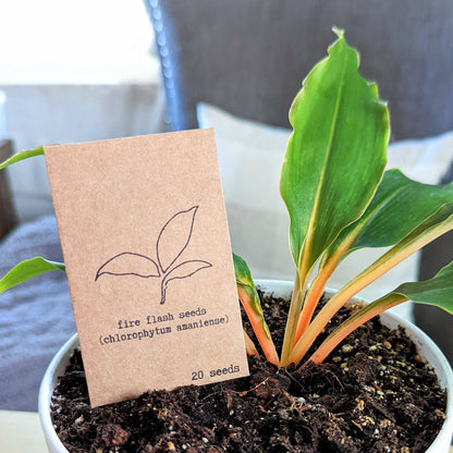Houseplant & Tropical Plant Seeds