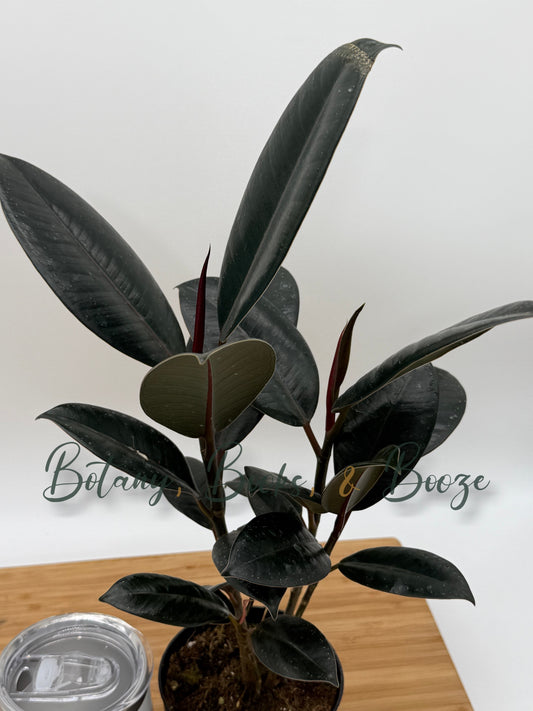 Ficus elastica 'Burgundy'