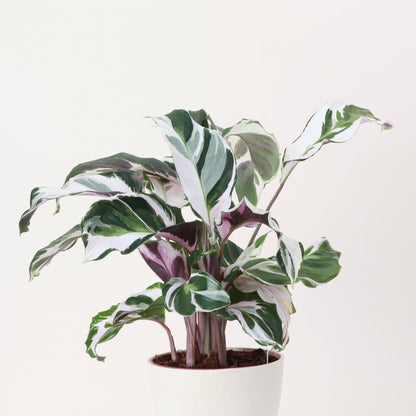 Calathea Stella