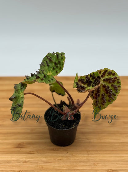 Begonia ferox