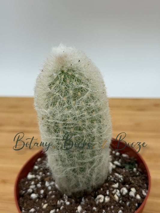 Cephalocereus senilis Old Man Cactus