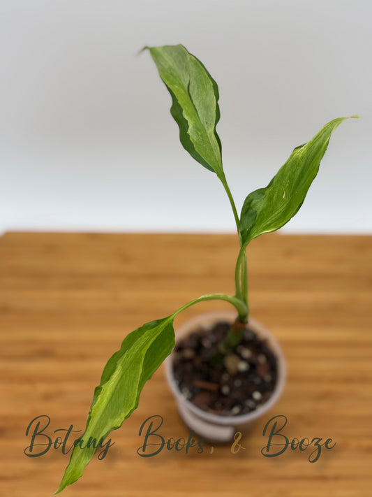 Aglaonema Spathomena