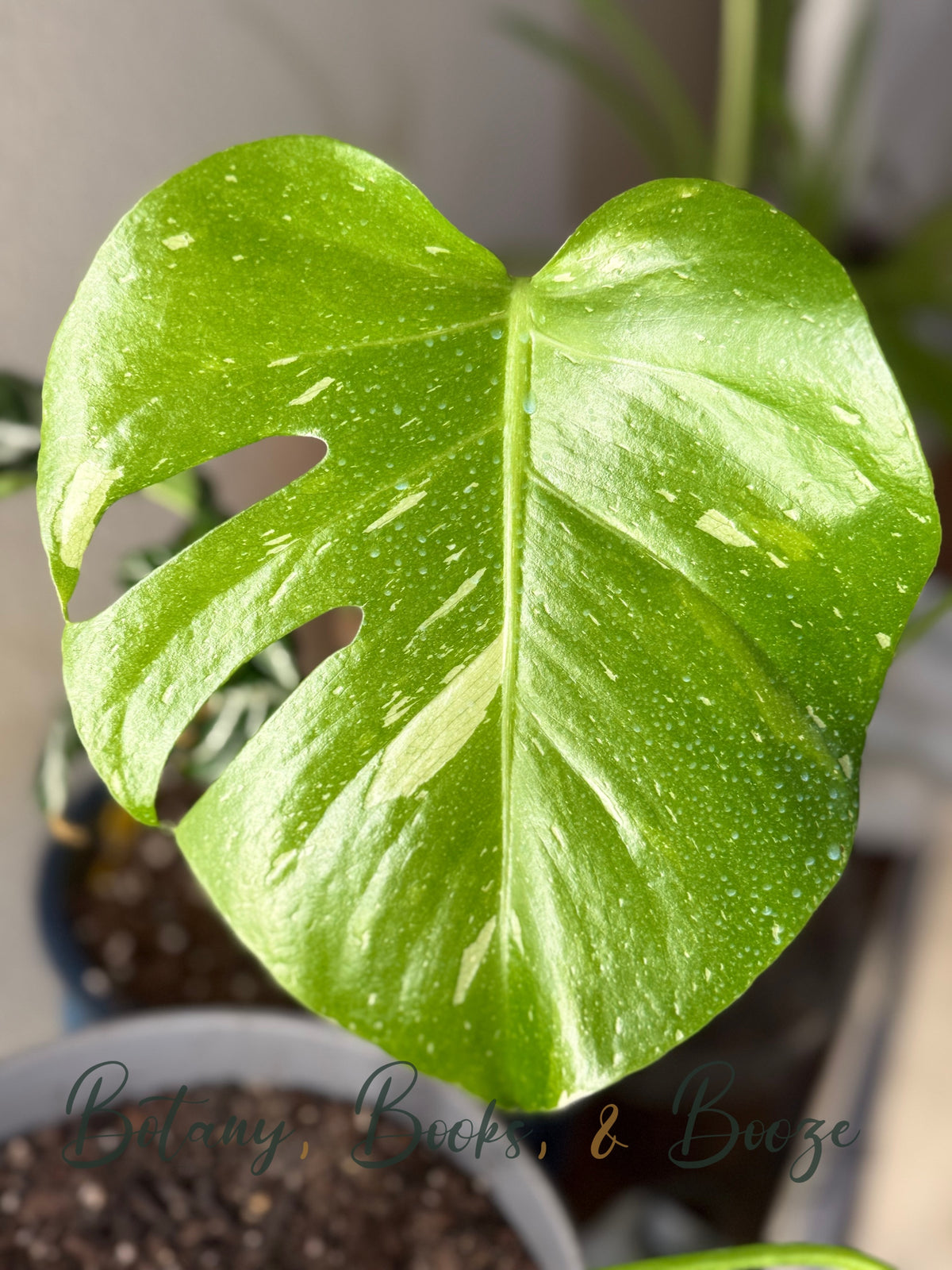 Monstera Thai Constellation