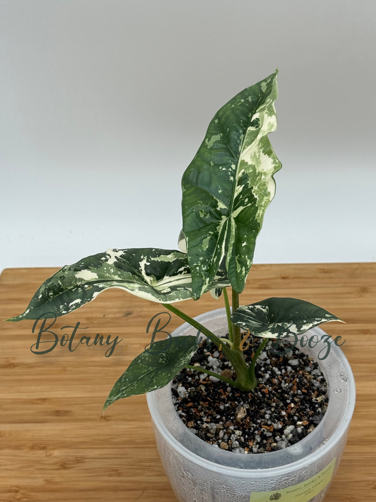 Alocasia Simpo Albo  - Heavily Variegated