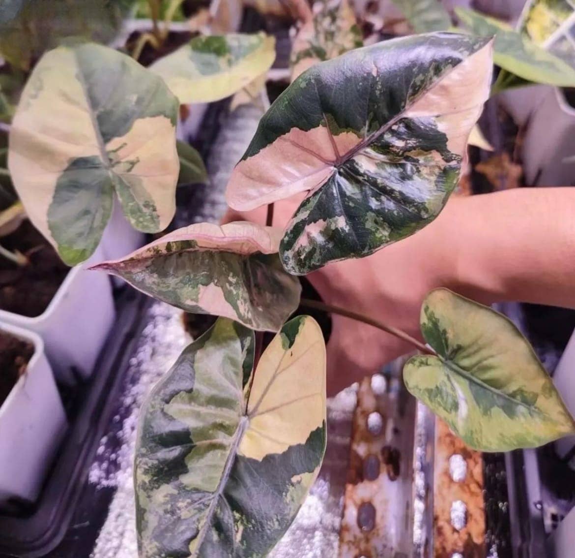 Alocasia Yucatán Princess Variegated Aurea