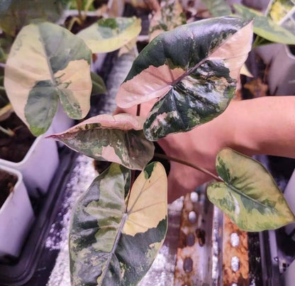 Alocasia Yucatán Princess Variegated Aurea