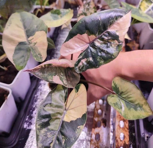 Alocasia Yucatán Princess Variegated Aurea