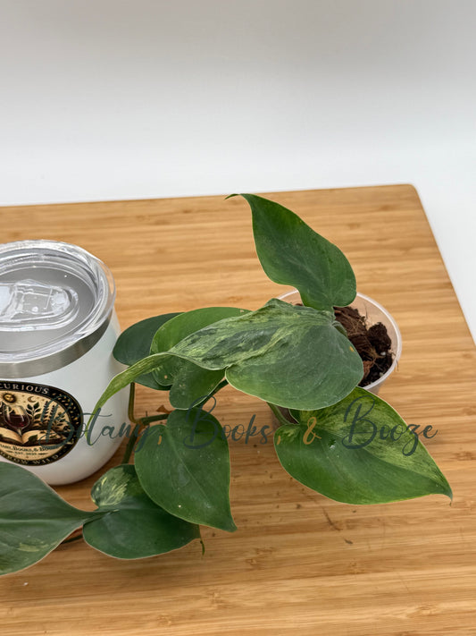 Philodendron scandens variegatum