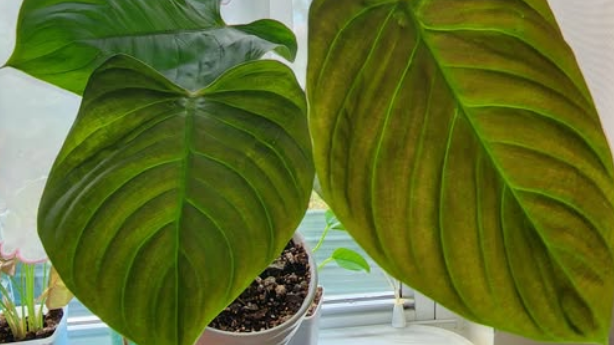 Philodendron Fuzzy Petiole (Nangaritense)